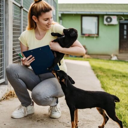 Dog Daycare Services