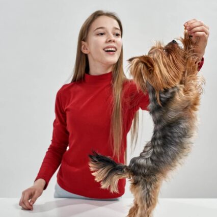 Expert Dog Training Services