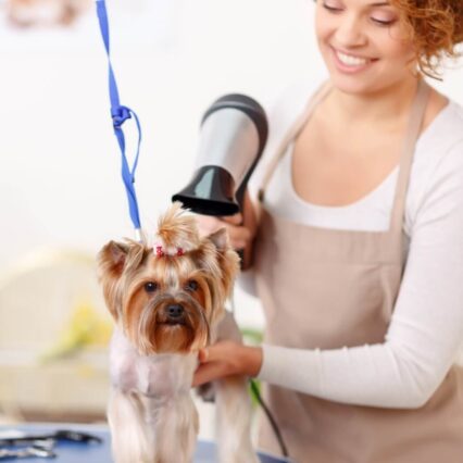 Professional Dog Grooming Services