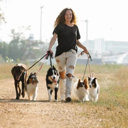 Professional Dog Walking Services