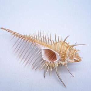 Exquisite Oceanic Conch Shell Decorative Aquarium Fish Specimen
