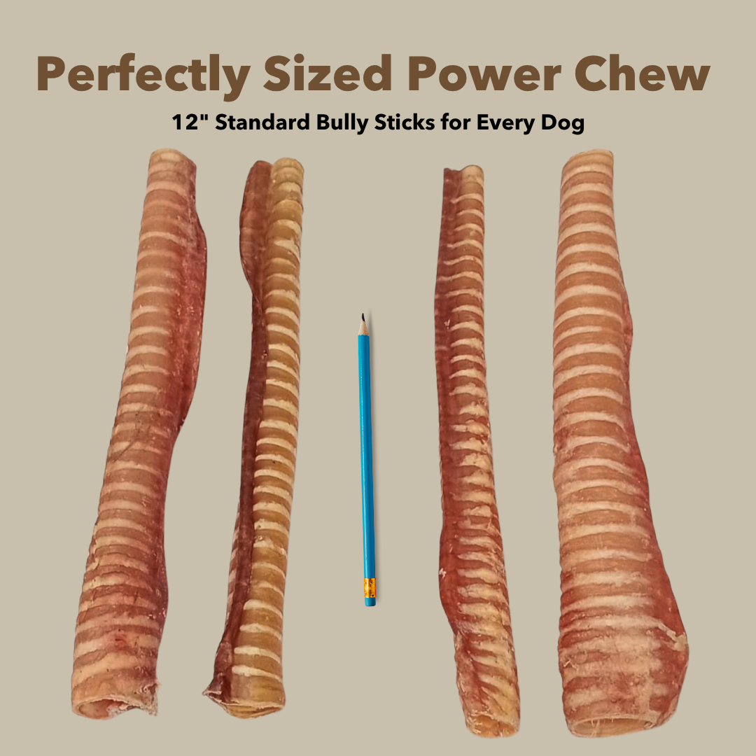 12STDpencil43c7f9309e5443caa25b2c948f068d0bpng Urban Pet Play Ltd | AwardWinning Pet Care Pet Shop