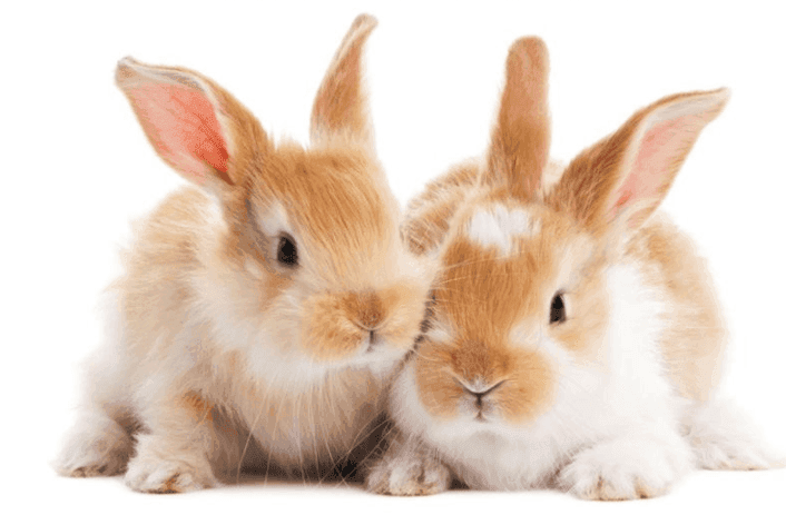 1447180685522png Urban Pet Play Ltd | AwardWinning Pet Care Pet Shop
