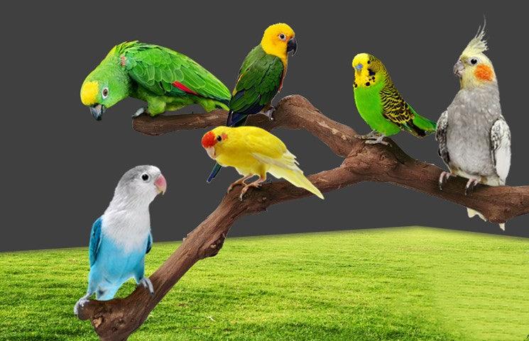 22725135001769jpg Urban Pet Play Ltd | AwardWinning Pet Care Pet Shop