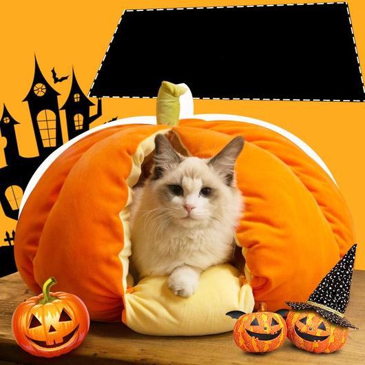 4821596577841picb37455fbc01a4f3a829a6c0ec321e33cjpg Urban Pet Play Ltd | AwardWinning Pet Care Pet Shop