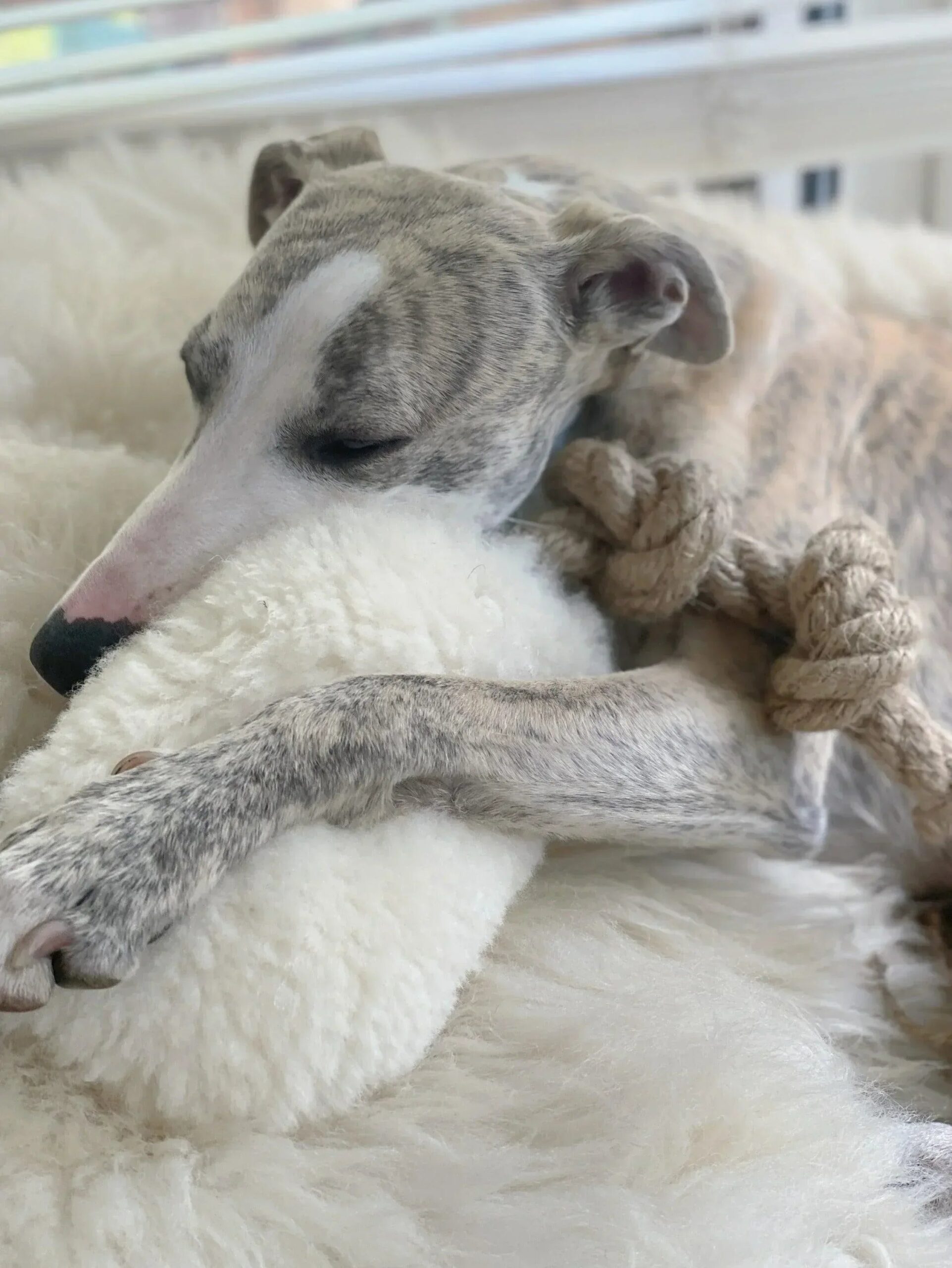 70E4993A69AC4F7A86595502D5F392B8editedjpg Urban Pet Play Ltd | AwardWinning Pet Care Pet Shop