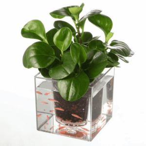Self-Watering Transparent Flowerpot: The Sustainable Solution For Home Gardening