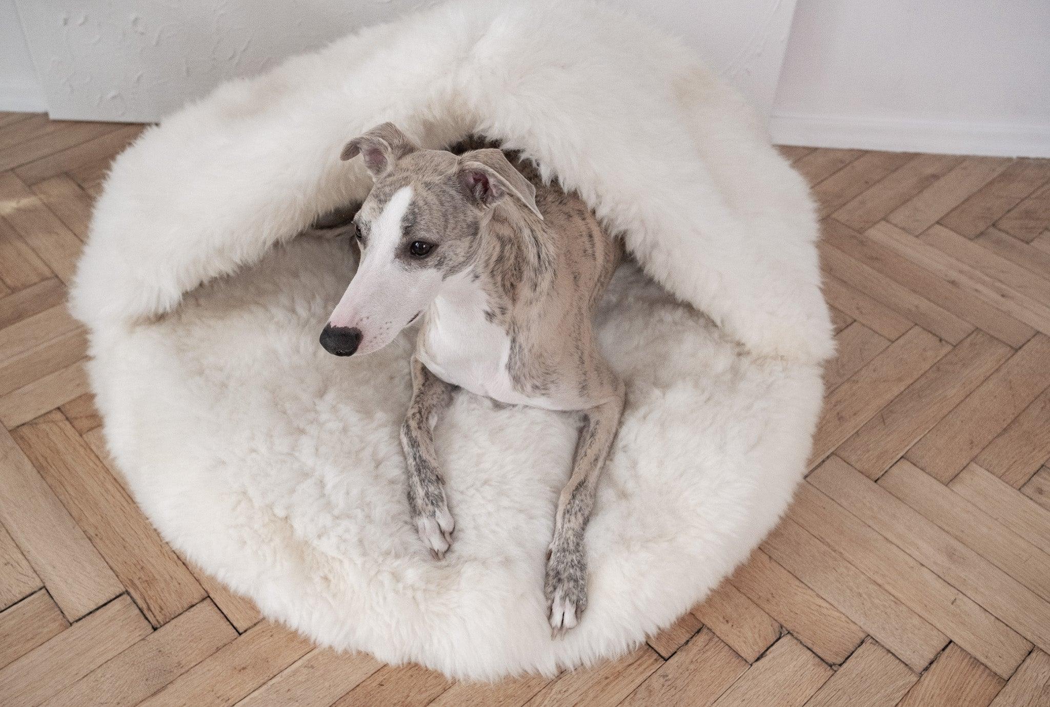 DSCF4019jpg Urban Pet Play Ltd | AwardWinning Pet Care Pet Shop