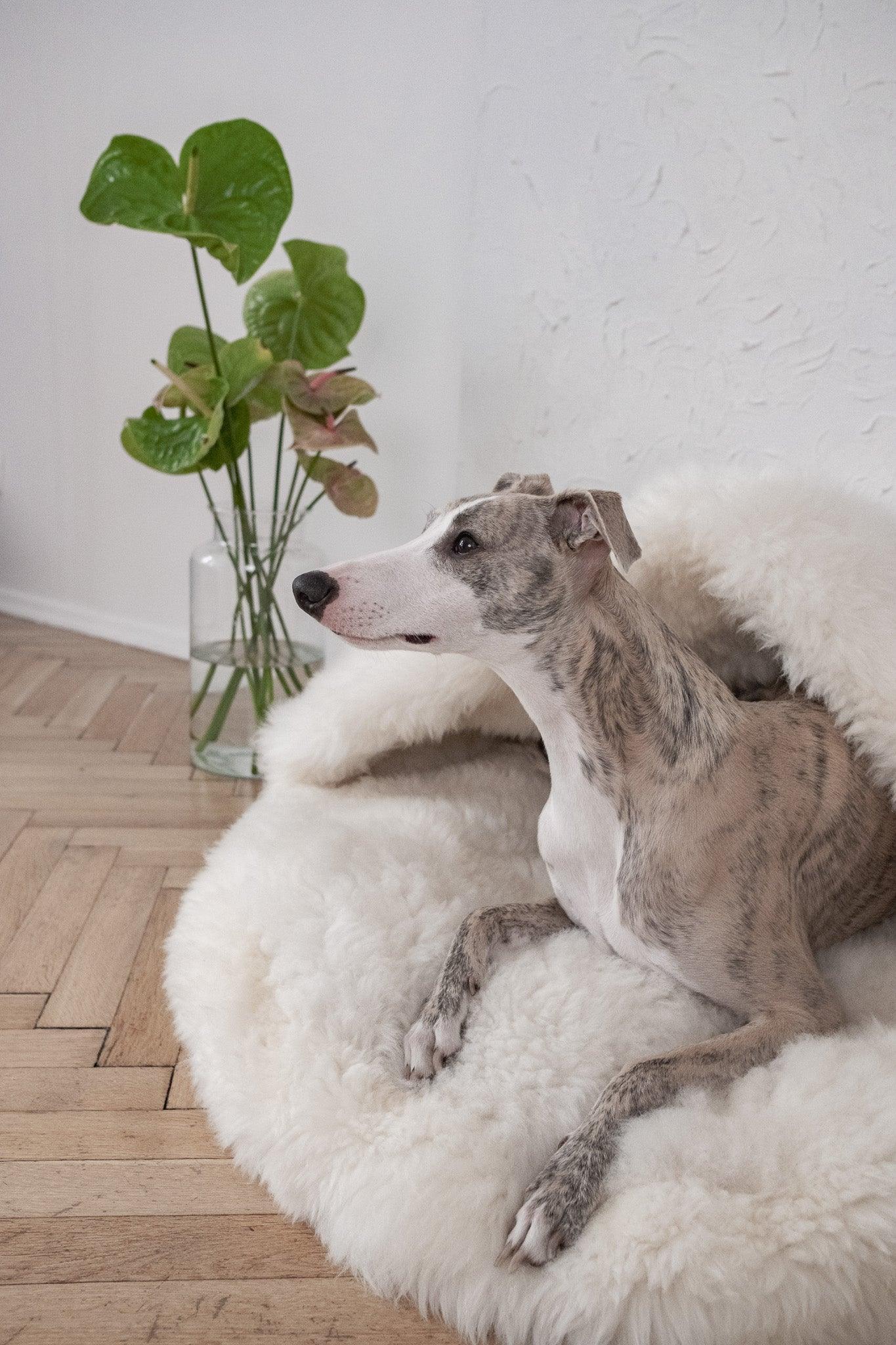 DSCF4023jpg Urban Pet Play Ltd | AwardWinning Pet Care Pet Shop