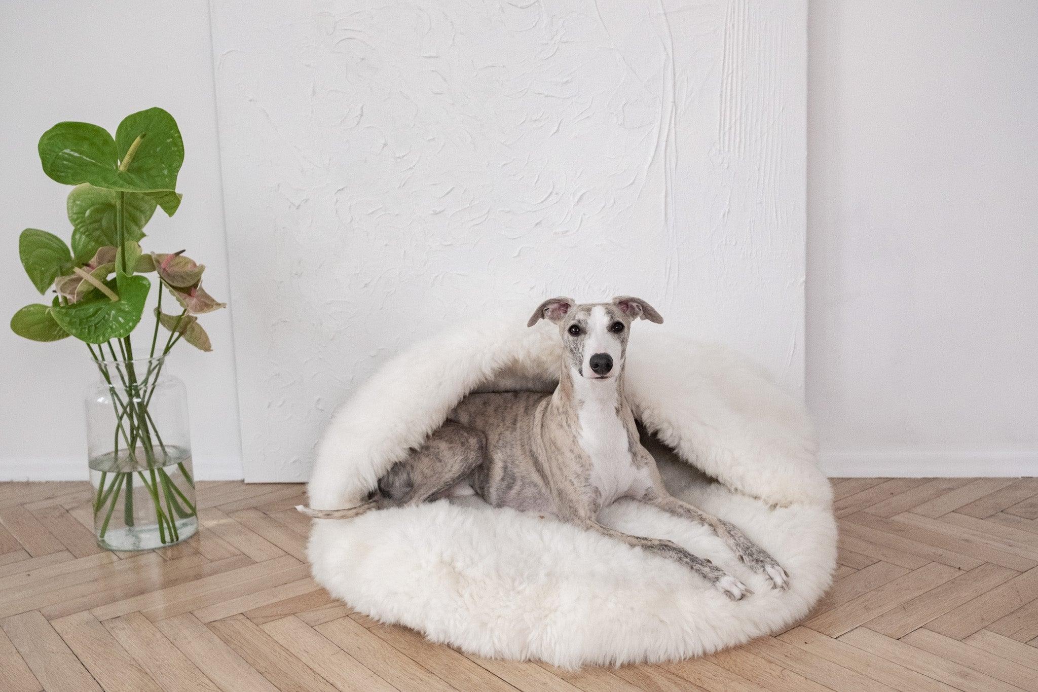 DSCF4034jpg Urban Pet Play Ltd | AwardWinning Pet Care Pet Shop