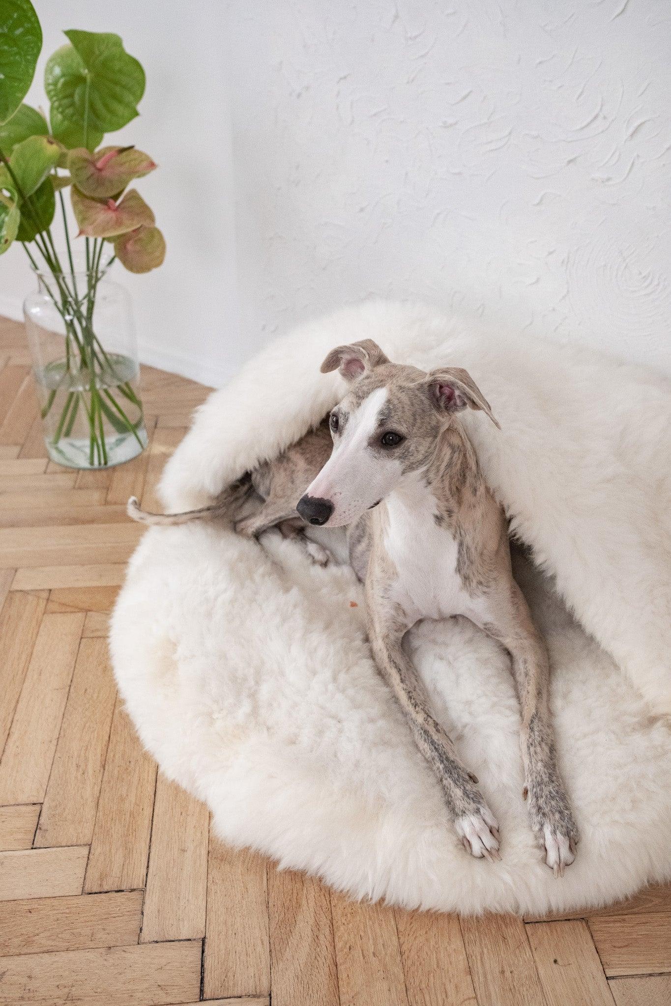DSCF4041jpg Urban Pet Play Ltd | AwardWinning Pet Care Pet Shop