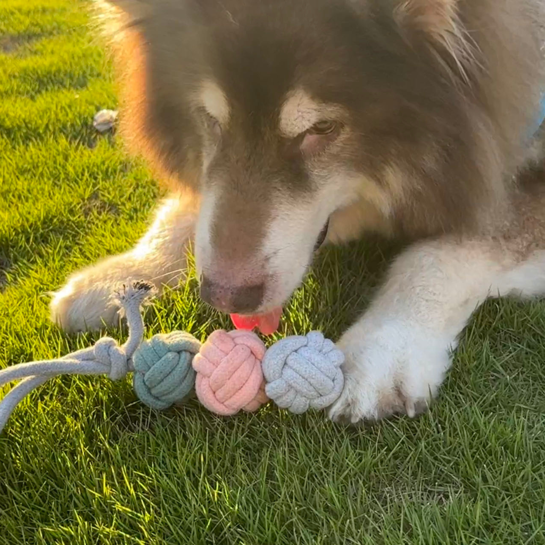 GreenCottonRopeHandwovenPetCubesforaSustainablePlaypng Urban Pet Play Ltd | AwardWinning Pet Care Pet Shop