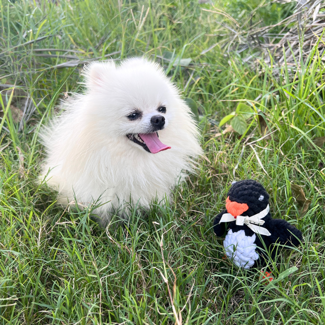 GreenCottonRopeHandwovenPetHideawaysforaSustainablePrivacypng Urban Pet Play Ltd | AwardWinning Pet Care Pet Shop