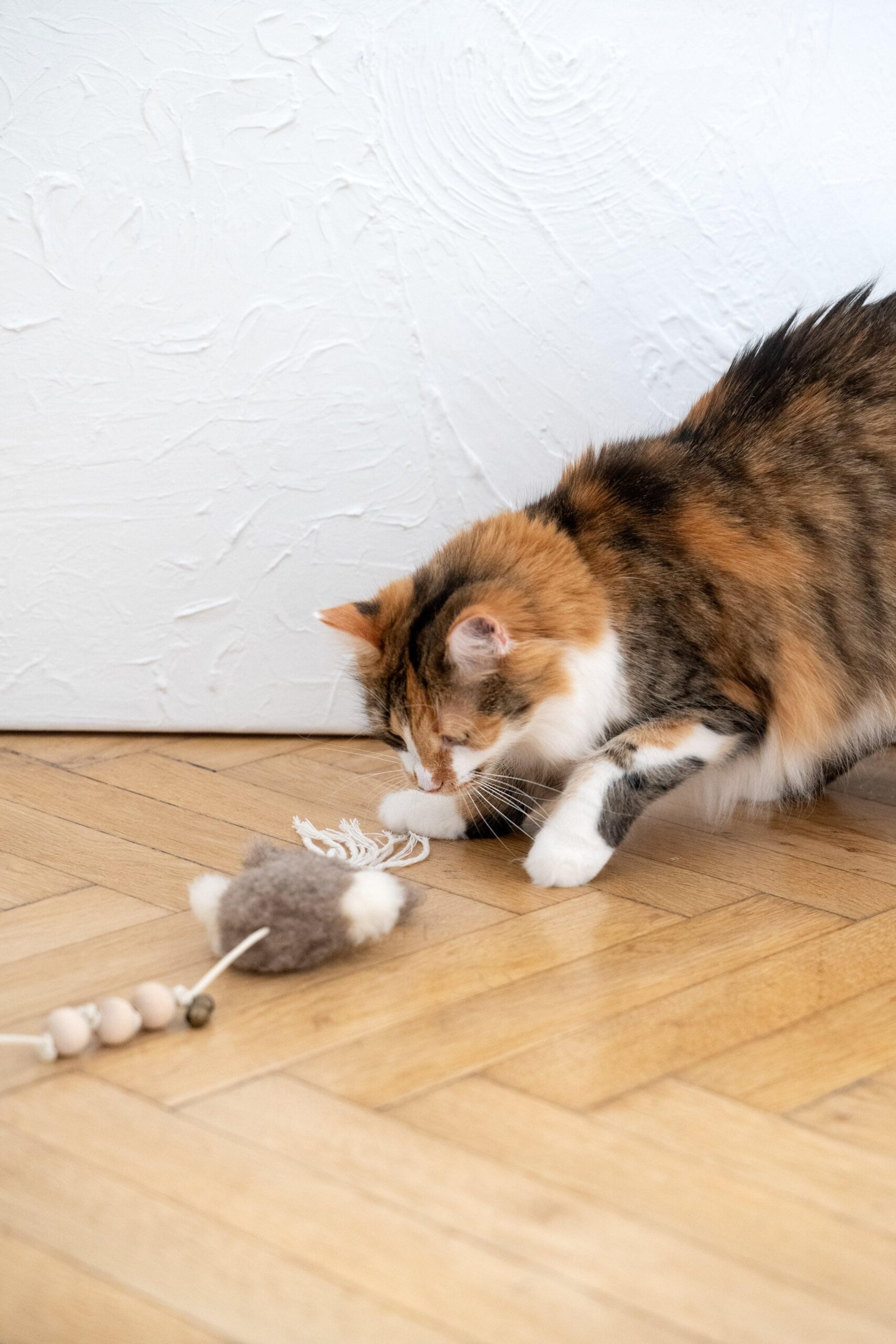 MSG0027jpg Urban Pet Play Ltd | AwardWinning Pet Care Pet Shop