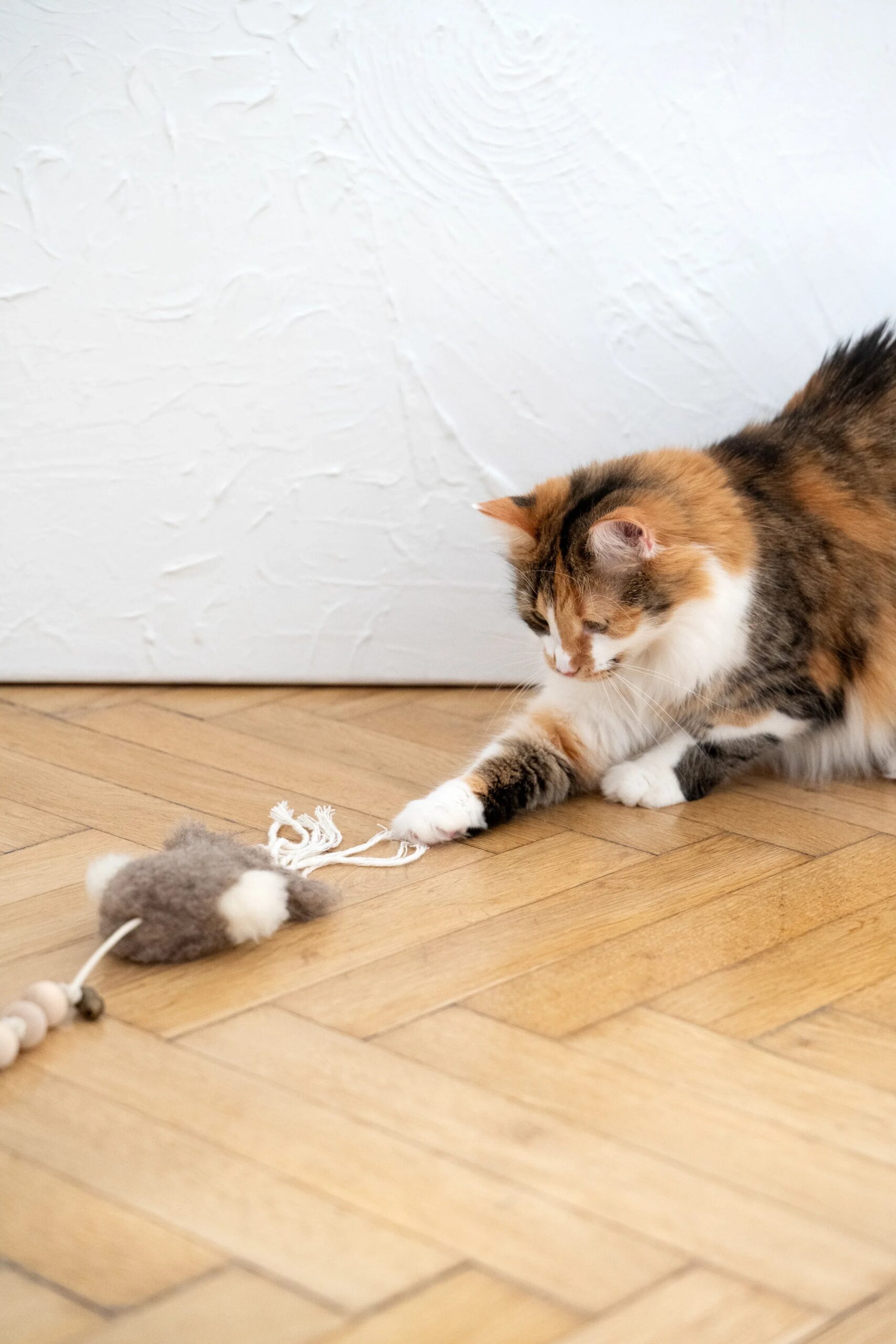 MSG0031jpg Urban Pet Play Ltd | AwardWinning Pet Care Pet Shop