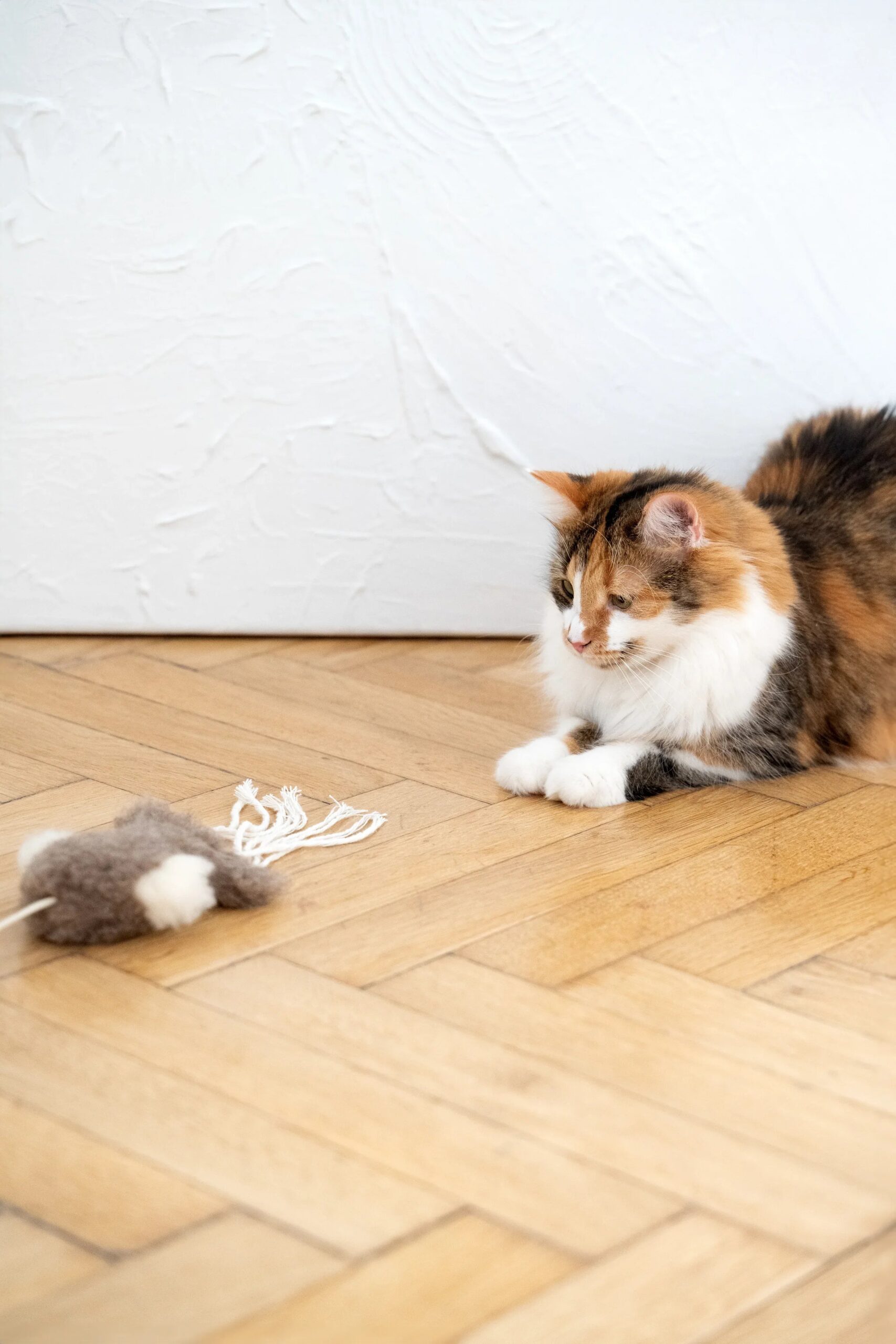 MSG0033jpg Urban Pet Play Ltd | AwardWinning Pet Care Pet Shop