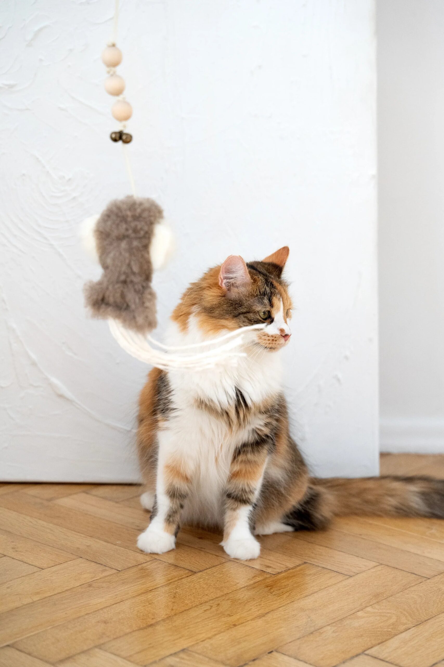 MSG00421jpg Urban Pet Play Ltd | AwardWinning Pet Care Pet Shop