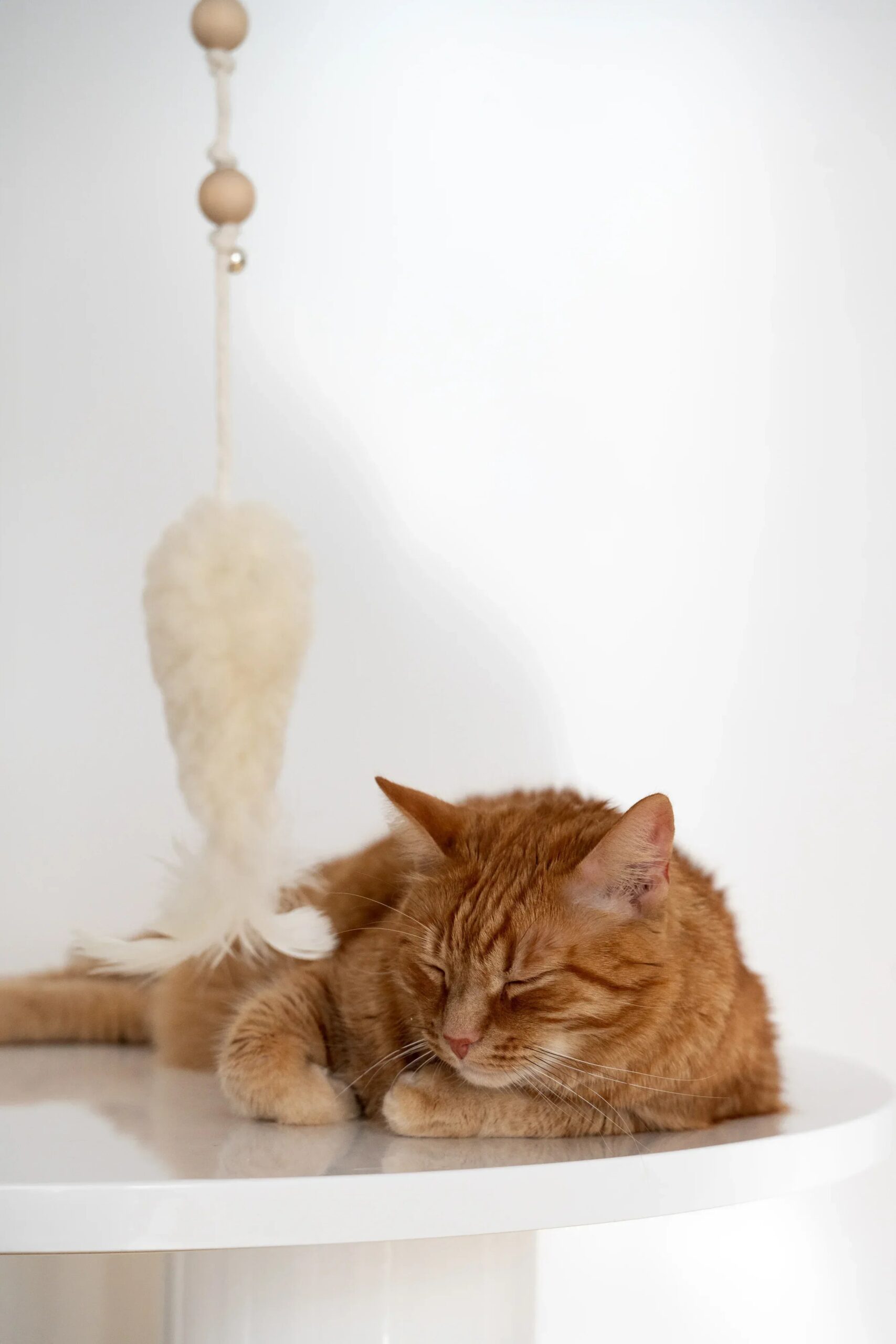 MSG01302jpg Urban Pet Play Ltd | AwardWinning Pet Care Pet Shop