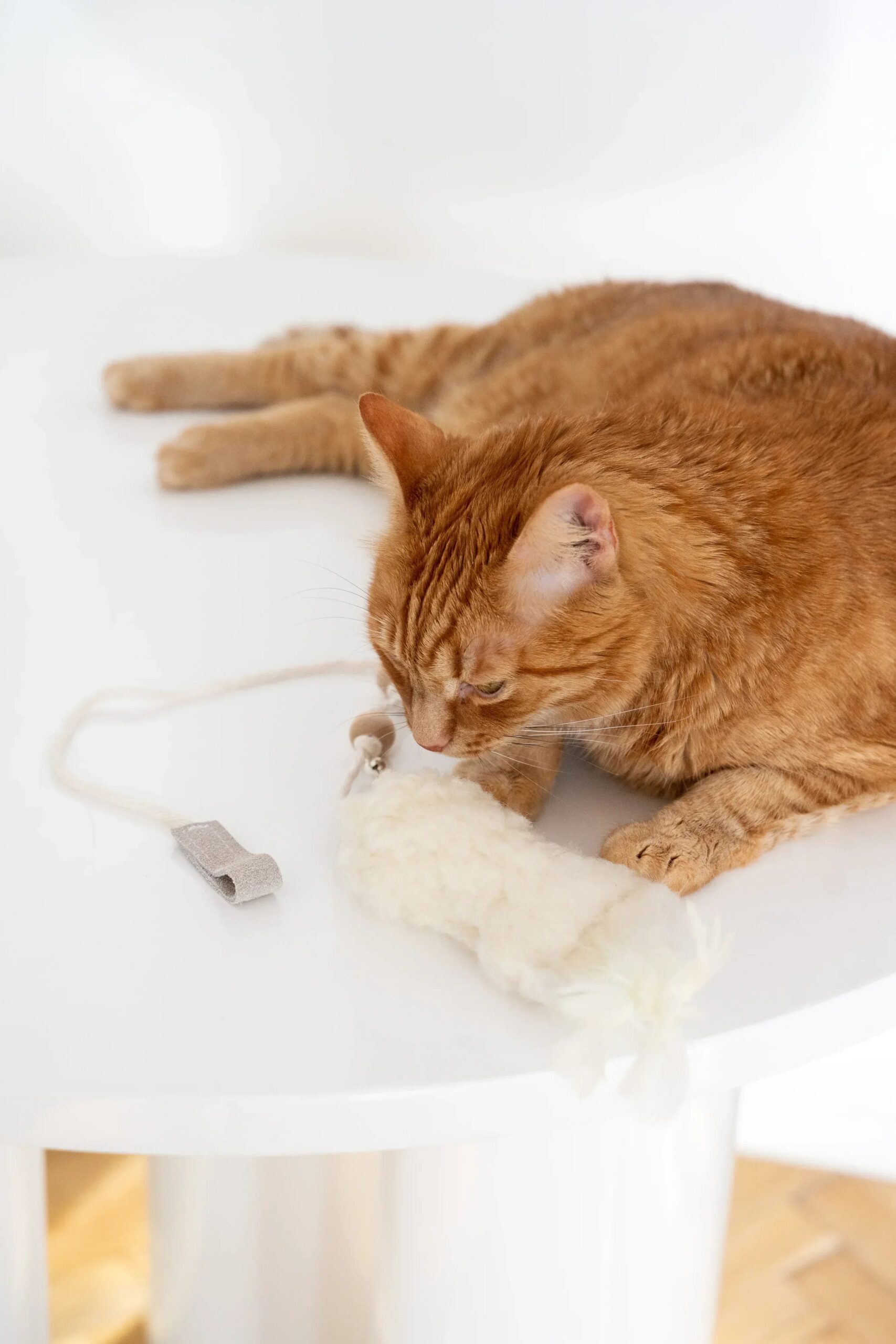 MSG01391jpg Urban Pet Play Ltd | AwardWinning Pet Care Pet Shop