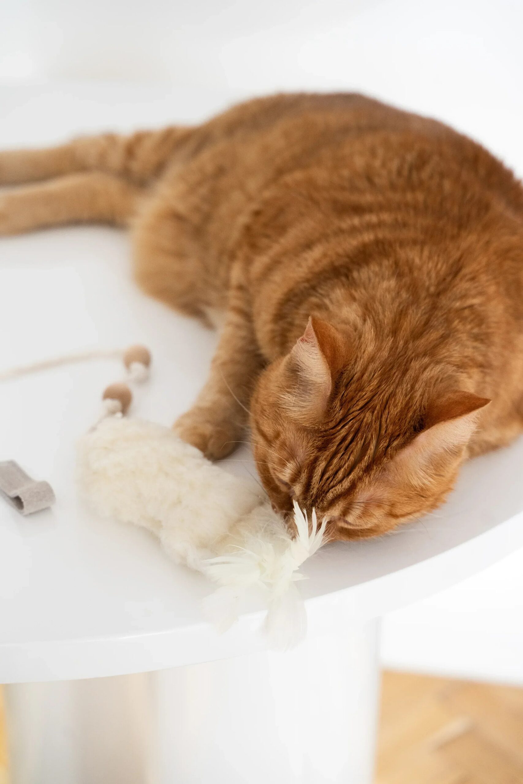 MSG0142jpg Urban Pet Play Ltd | AwardWinning Pet Care Pet Shop