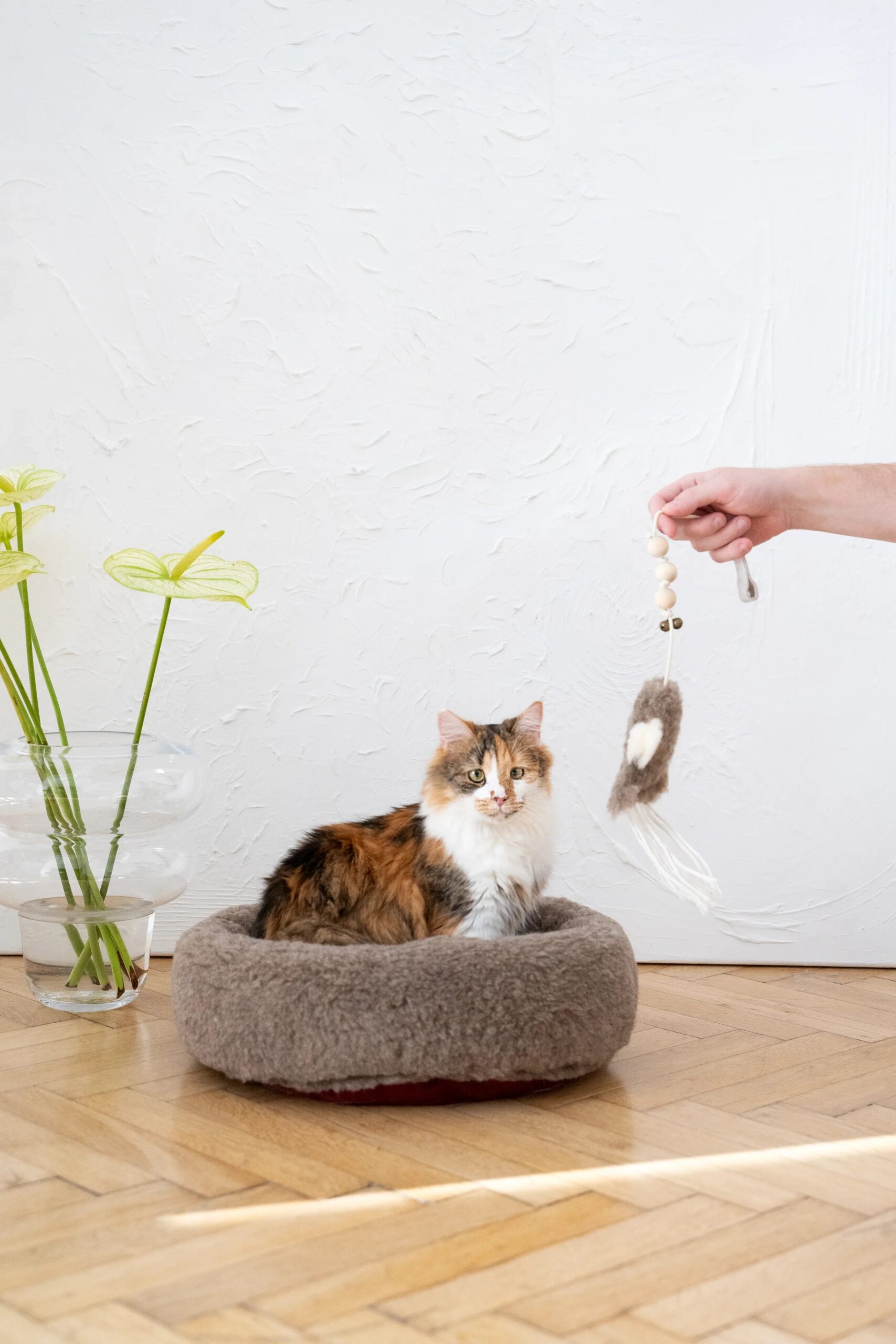 MSG0165jpg Urban Pet Play Ltd | AwardWinning Pet Care Pet Shop