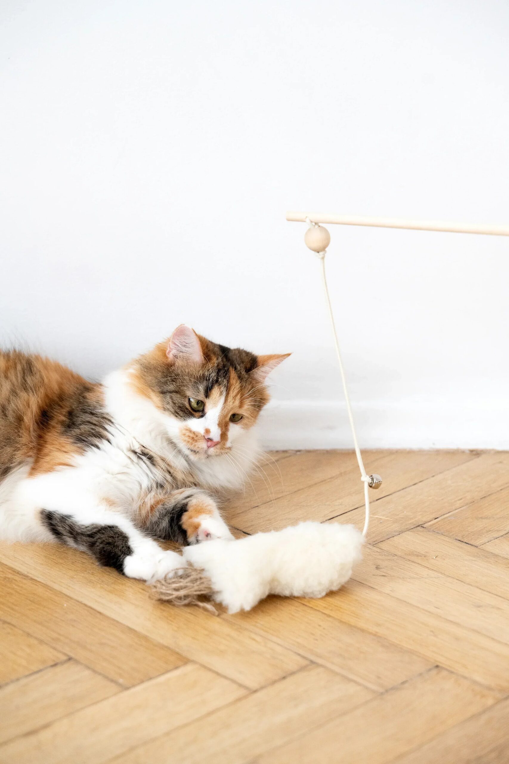 MSG02291jpg Urban Pet Play Ltd | AwardWinning Pet Care Pet Shop