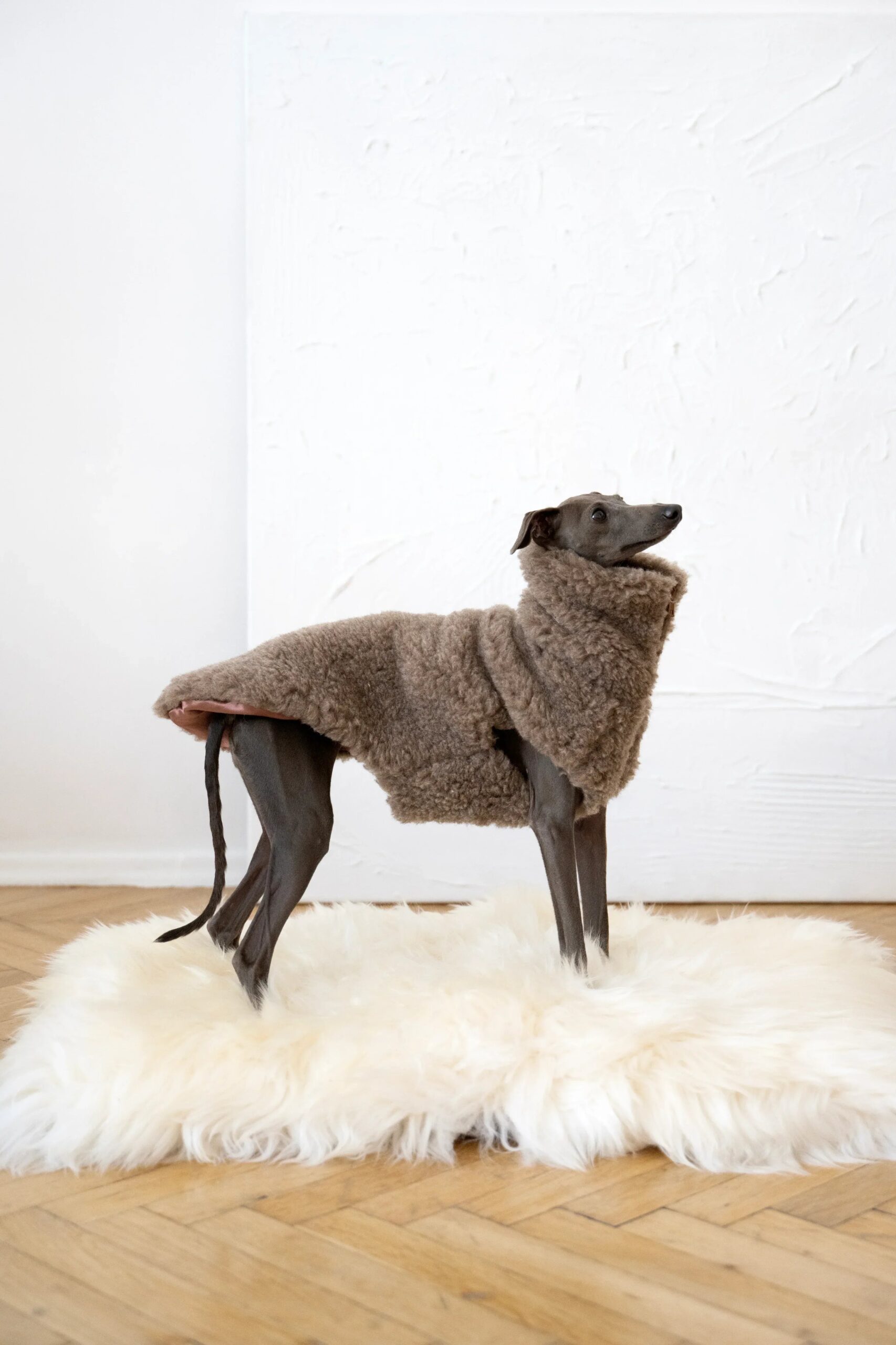 MSG4523jpg Urban Pet Play Ltd | AwardWinning Pet Care Pet Shop