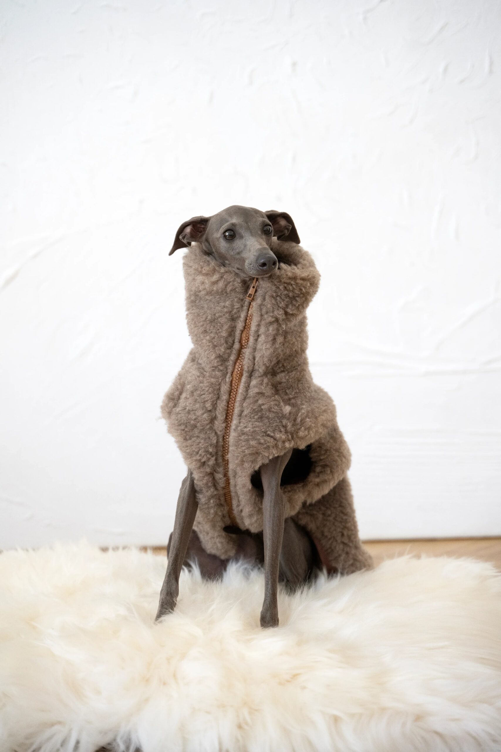MSG4529jpg Urban Pet Play Ltd | AwardWinning Pet Care Pet Shop