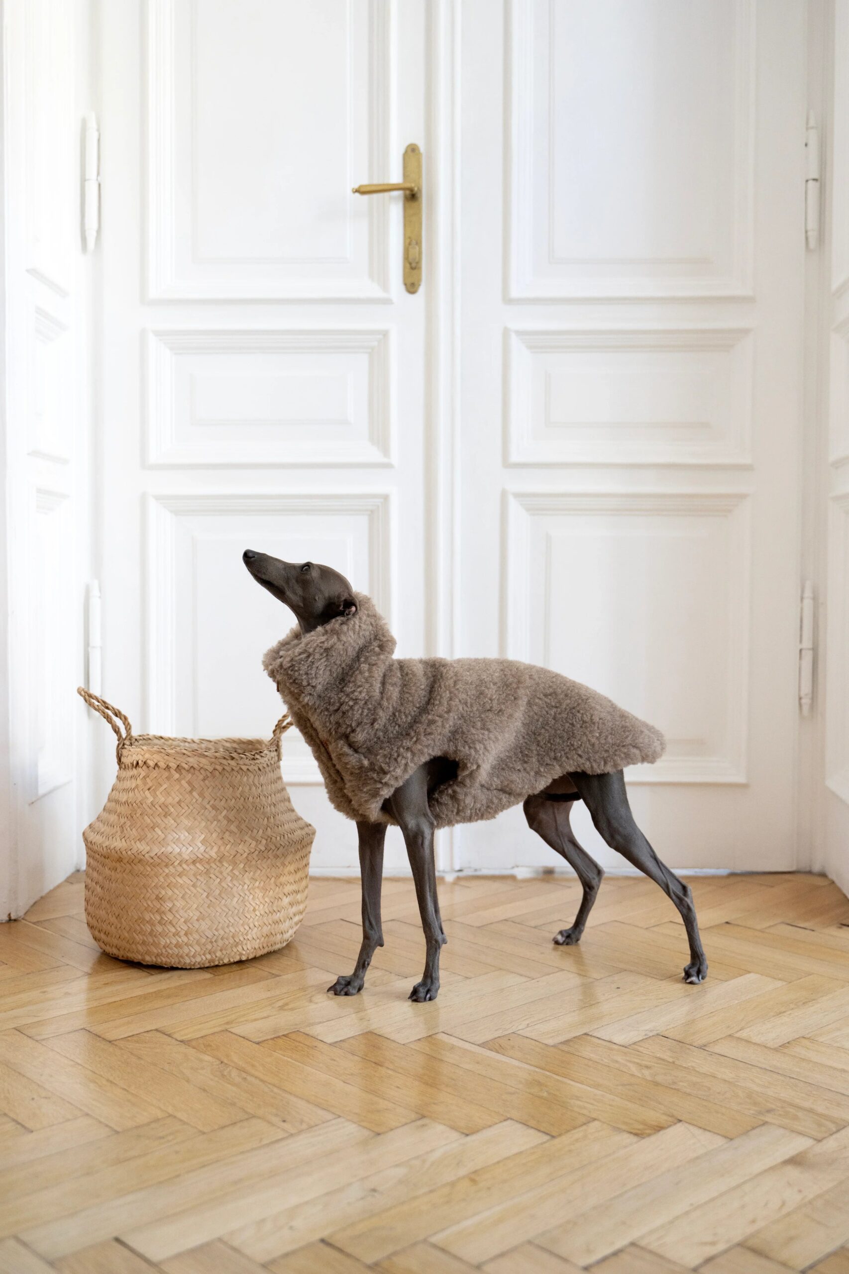 MSG4545jpg Urban Pet Play Ltd | AwardWinning Pet Care Pet Shop