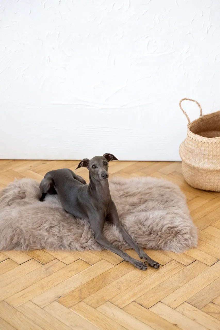 MSG4593Large648252844cf1492297b52b749864010ajpg Urban Pet Play Ltd | AwardWinning Pet Care Pet Shop