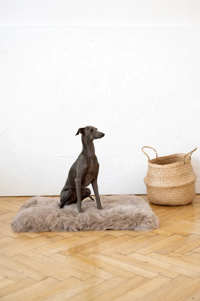 MSG4606Large7f061adc200448519d5c2254f7c96b2cjpg Urban Pet Play Ltd | AwardWinning Pet Care Pet Shop
