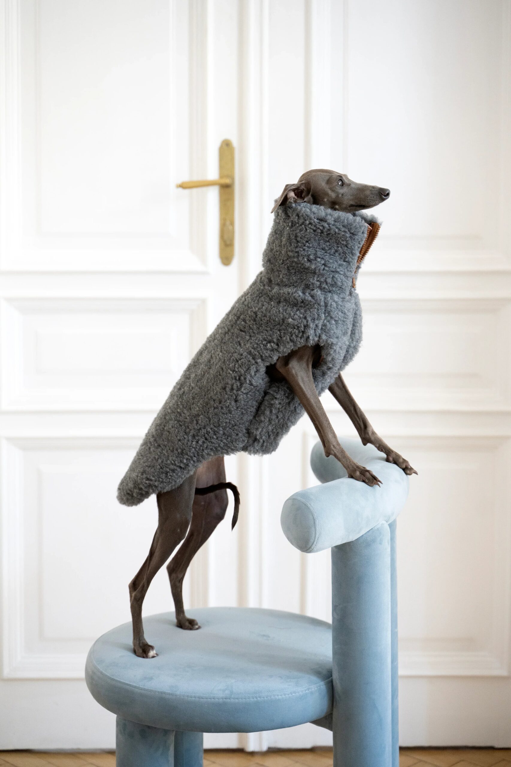 MSG5113jpg Urban Pet Play Ltd | AwardWinning Pet Care Pet Shop