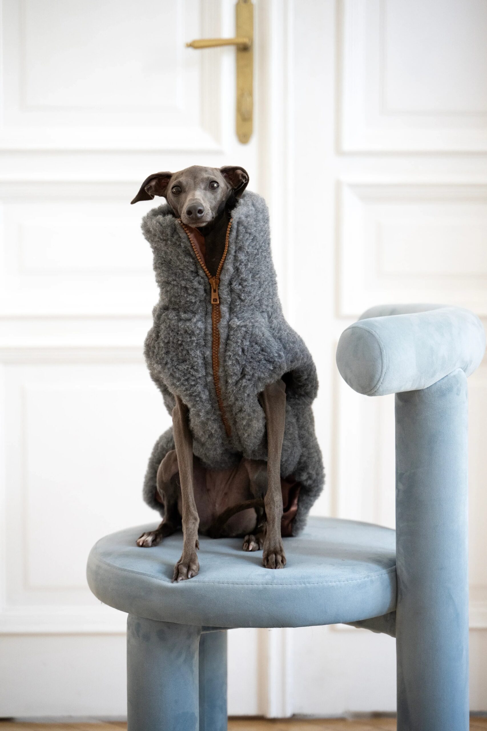 MSG5129jpg Urban Pet Play Ltd | AwardWinning Pet Care Pet Shop