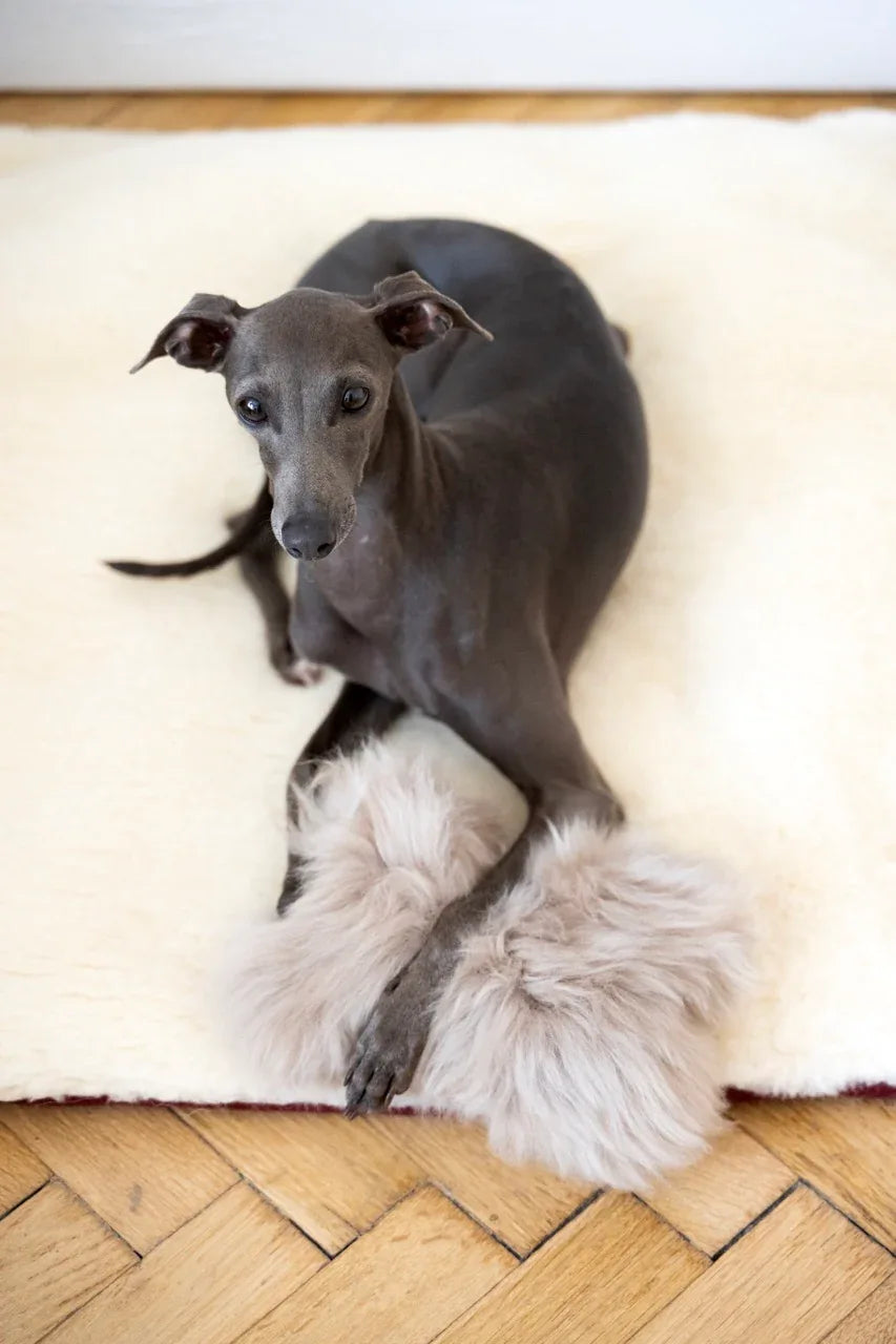 MSG5154Large167361b17a6746d8be2039c2dea83406jpg Urban Pet Play Ltd | AwardWinning Pet Care Pet Shop