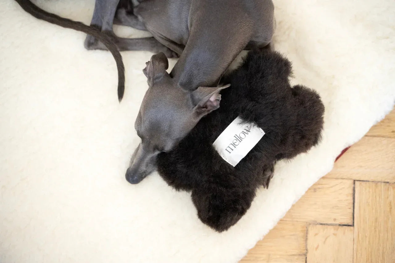 MSG5177Largea032a980f0294f06904c2d8170b0f939jpg Urban Pet Play Ltd | AwardWinning Pet Care Pet Shop