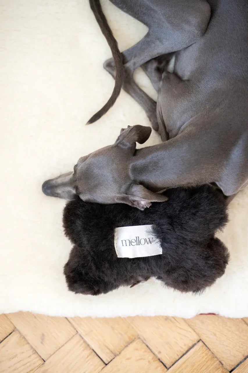 MSG5181Large3jpg Urban Pet Play Ltd | AwardWinning Pet Care Pet Shop