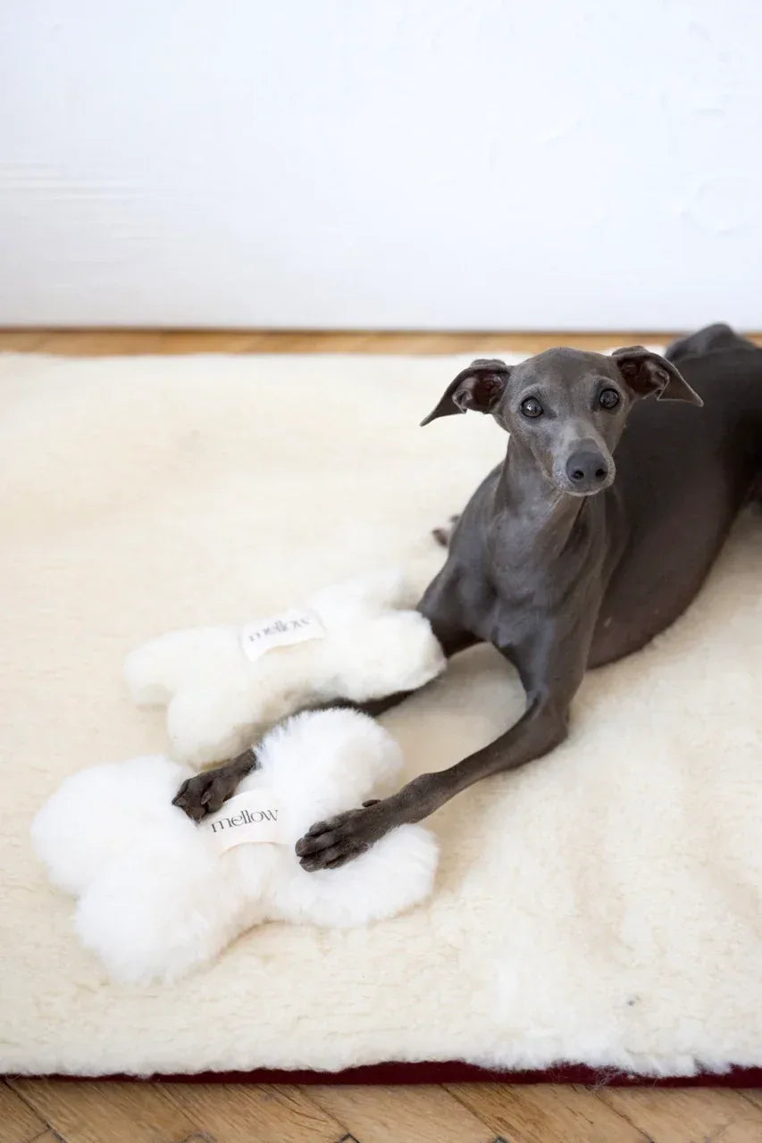MSG5233Large2jpg Urban Pet Play Ltd | AwardWinning Pet Care Pet Shop