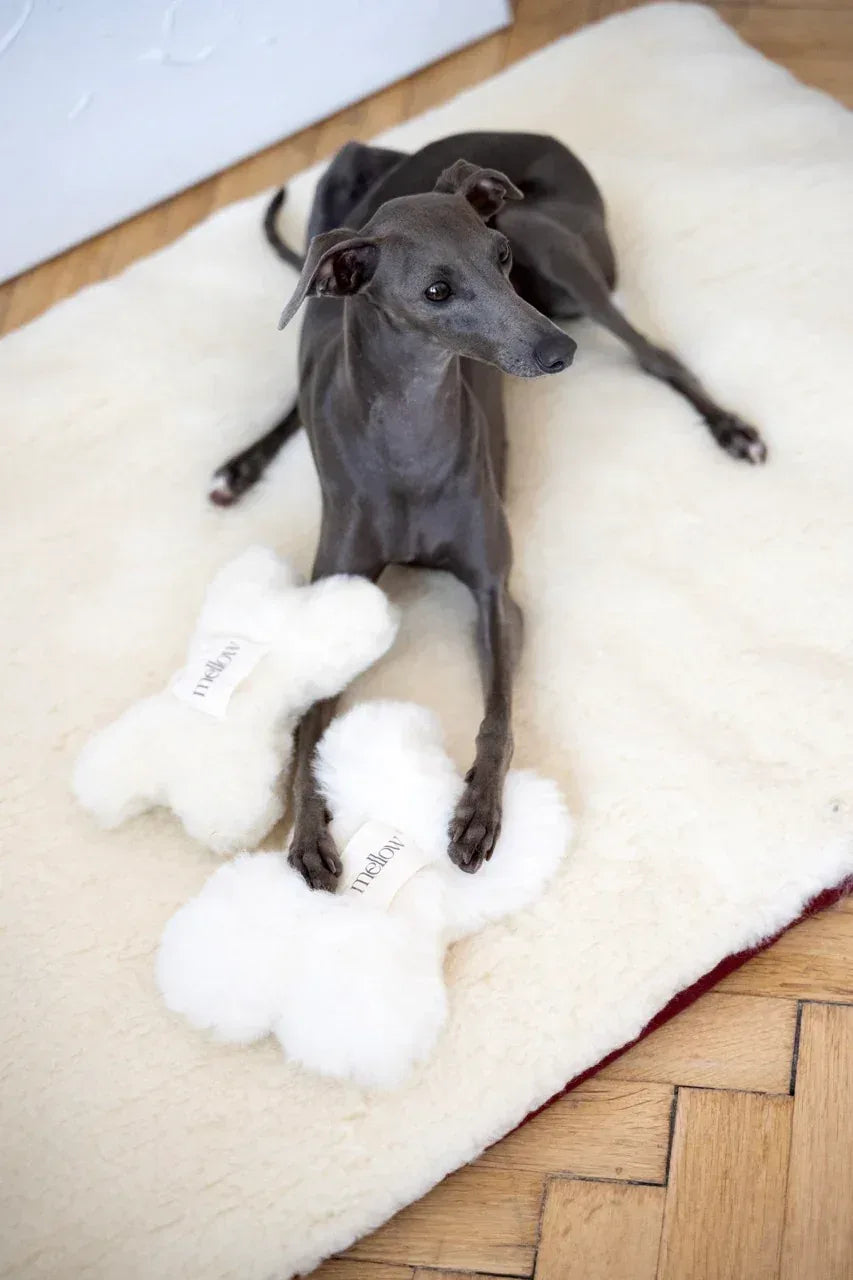 MSG5244Large3570f367dd0f44938c4a41b6182e353ejpg Urban Pet Play Ltd | AwardWinning Pet Care Pet Shop
