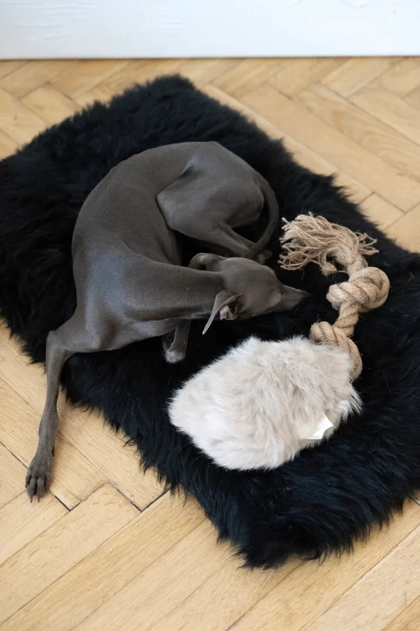 MSG5289Large10b3471a1de24510beedfadb5d6a0fa0jpg Urban Pet Play Ltd | AwardWinning Pet Care Pet Shop