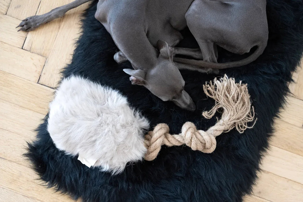 MSG5294Large5cbd38aee98346978fa00146c794f1dbjpg Urban Pet Play Ltd | AwardWinning Pet Care Pet Shop