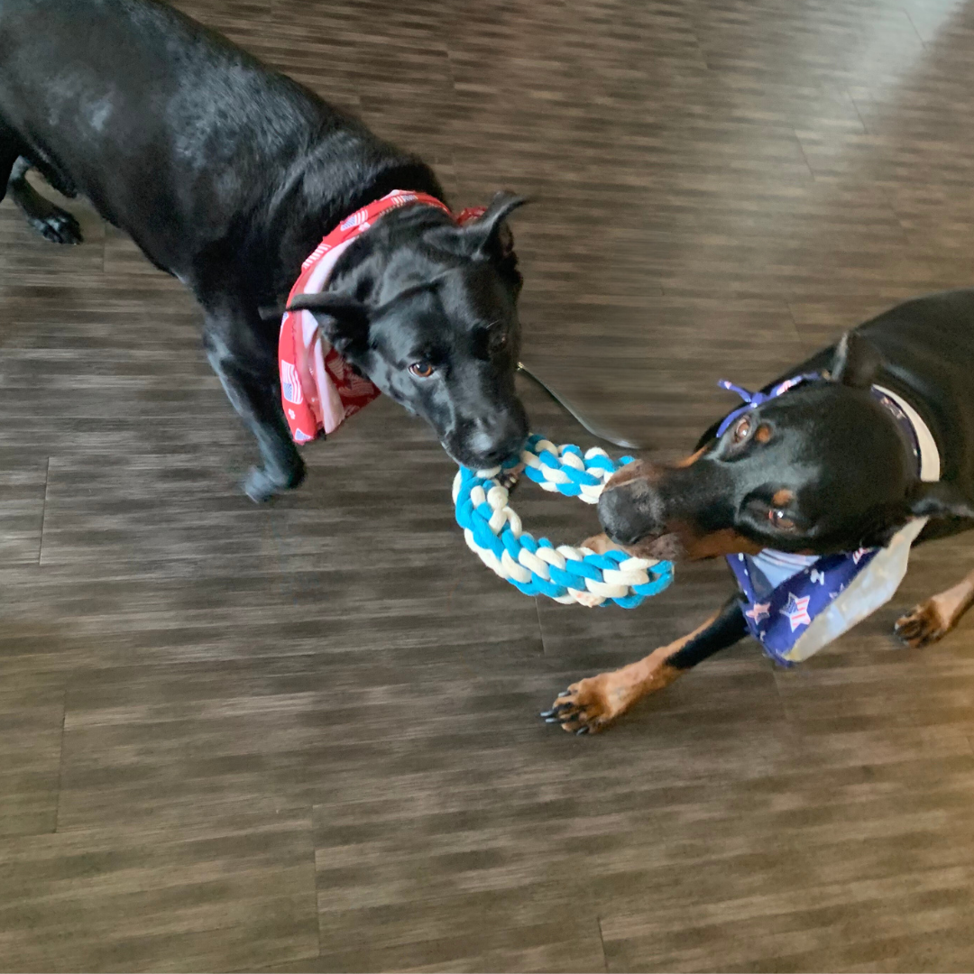 SkyandCloudRopeTugToySet0585aba517e44a21b101eb037134a453png Urban Pet Play Ltd | AwardWinning Pet Care Pet Shop