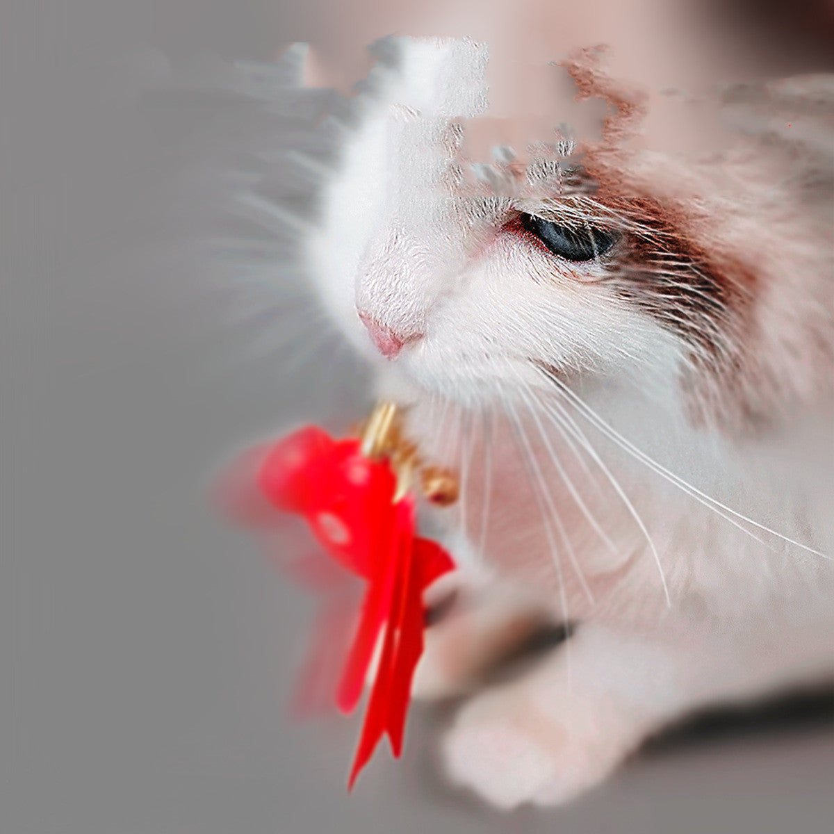 SmartCatPlaytimeSetcashymart35578232930582jpg Urban Pet Play Ltd | AwardWinning Pet Care Pet Shop