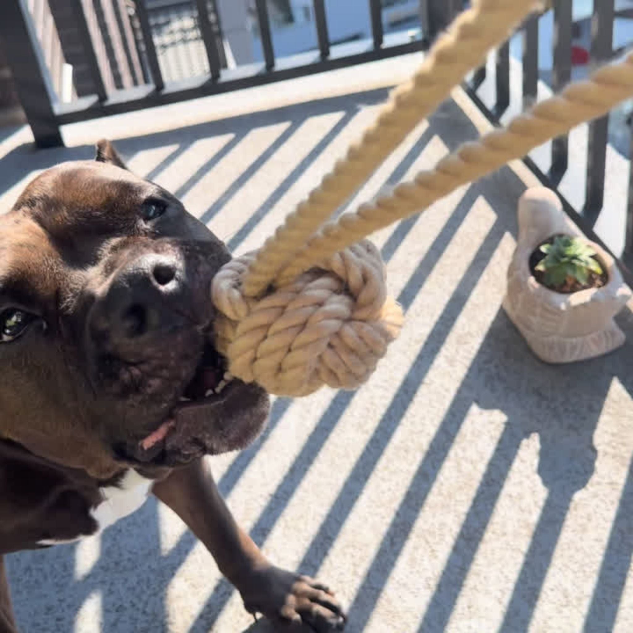 ThrowDogToysDogChewToyEcoFriendlyDogToyjpg Urban Pet Play Ltd | AwardWinning Pet Care Pet Shop