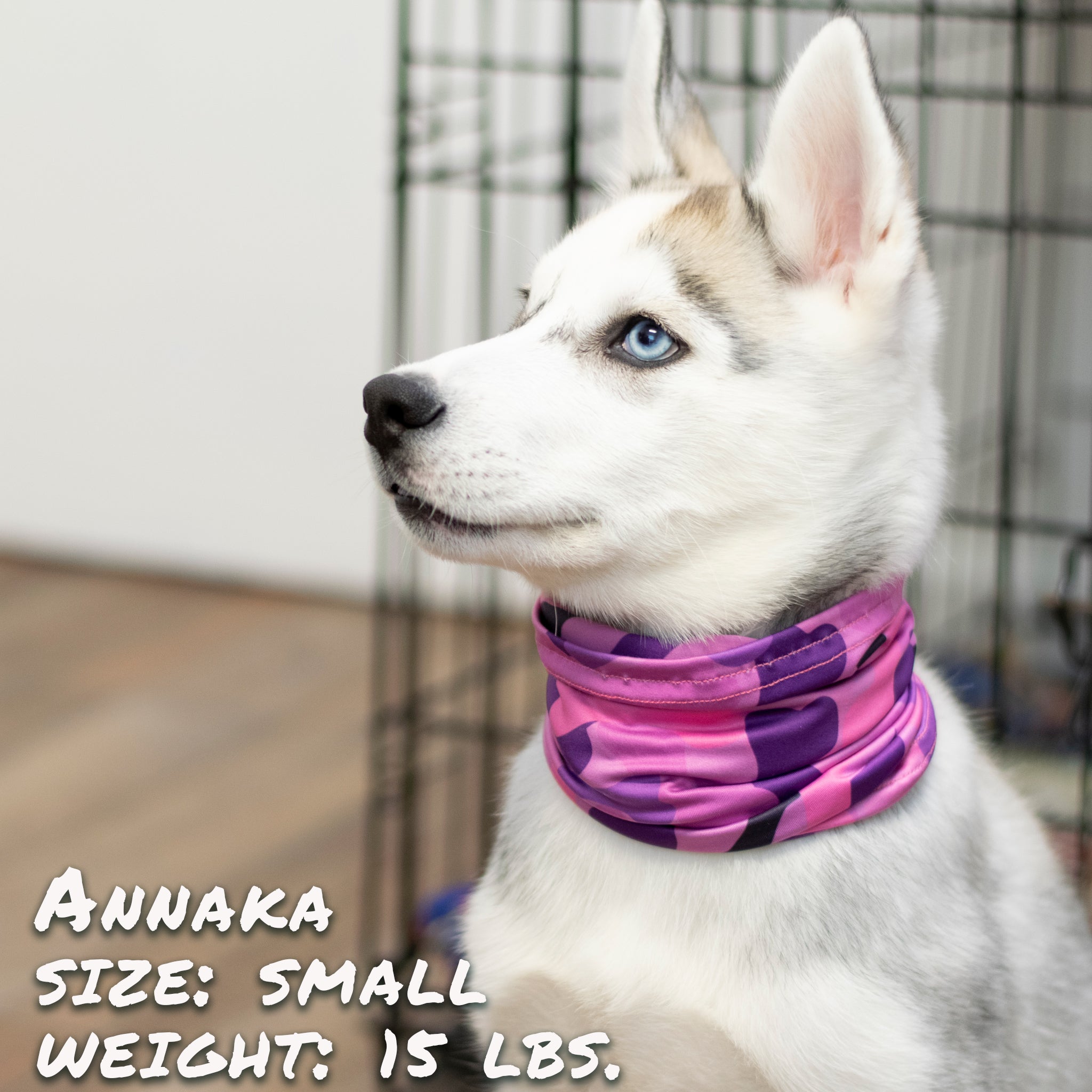 bonecamopinkscruff2jpg Urban Pet Play Ltd | AwardWinning Pet Care Pet Shop