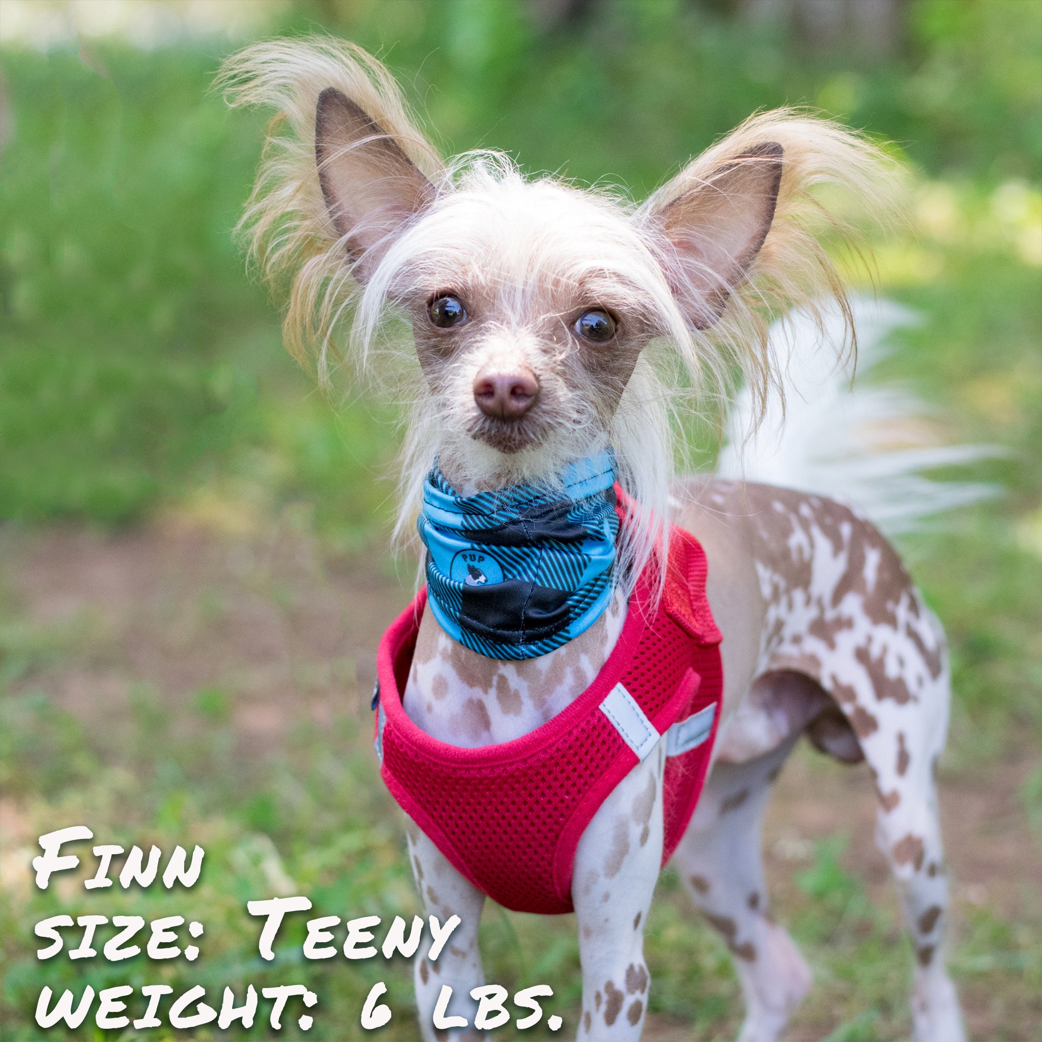 buffaloblueplaidfinnjpg Urban Pet Play Ltd | AwardWinning Pet Care Pet Shop