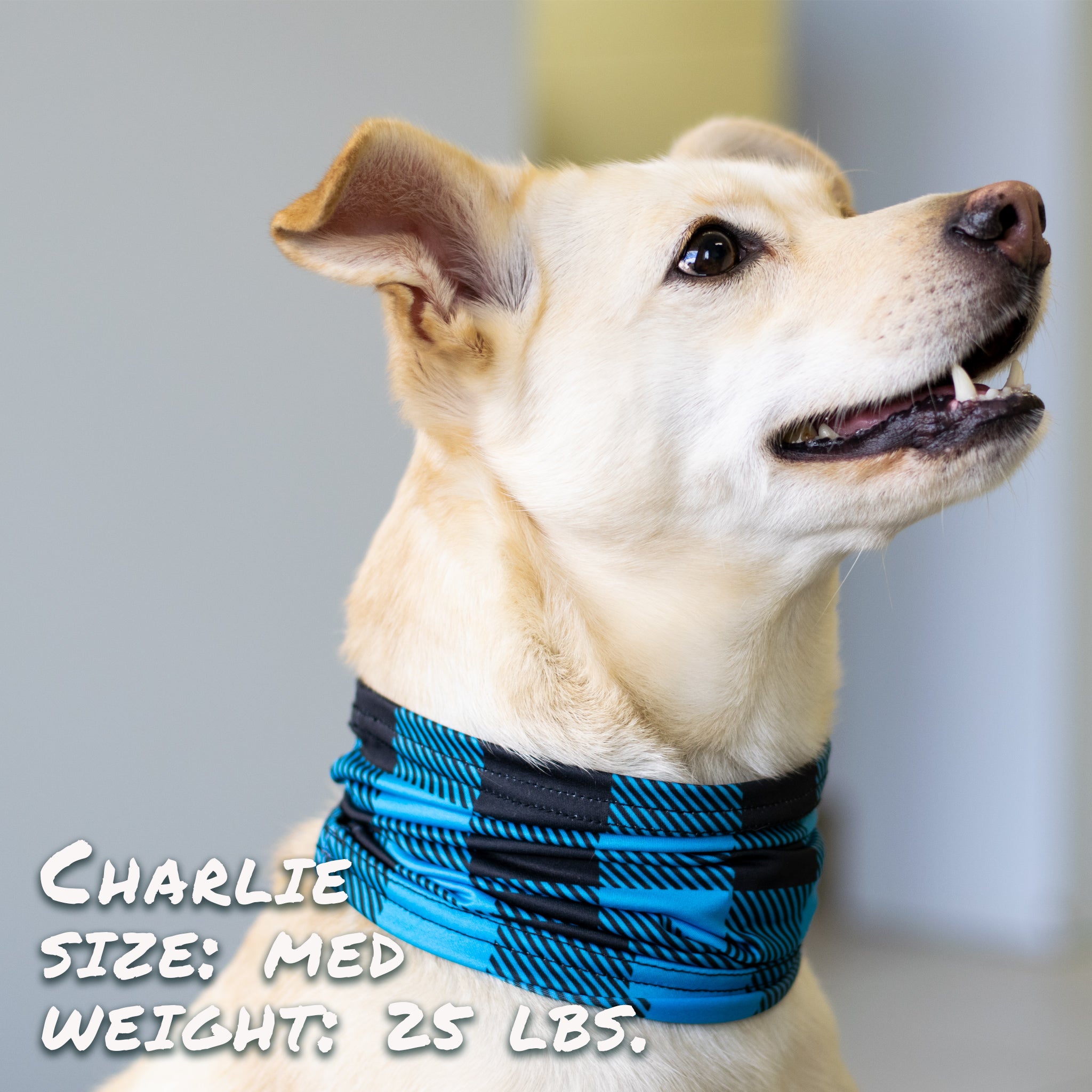 buffalobluescruff2jpg Urban Pet Play Ltd | AwardWinning Pet Care Pet Shop