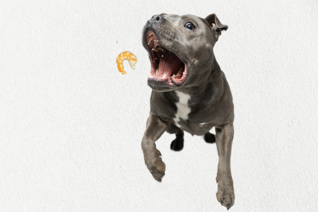 design54png Urban Pet Play Ltd | AwardWinning Pet Care Pet Shop