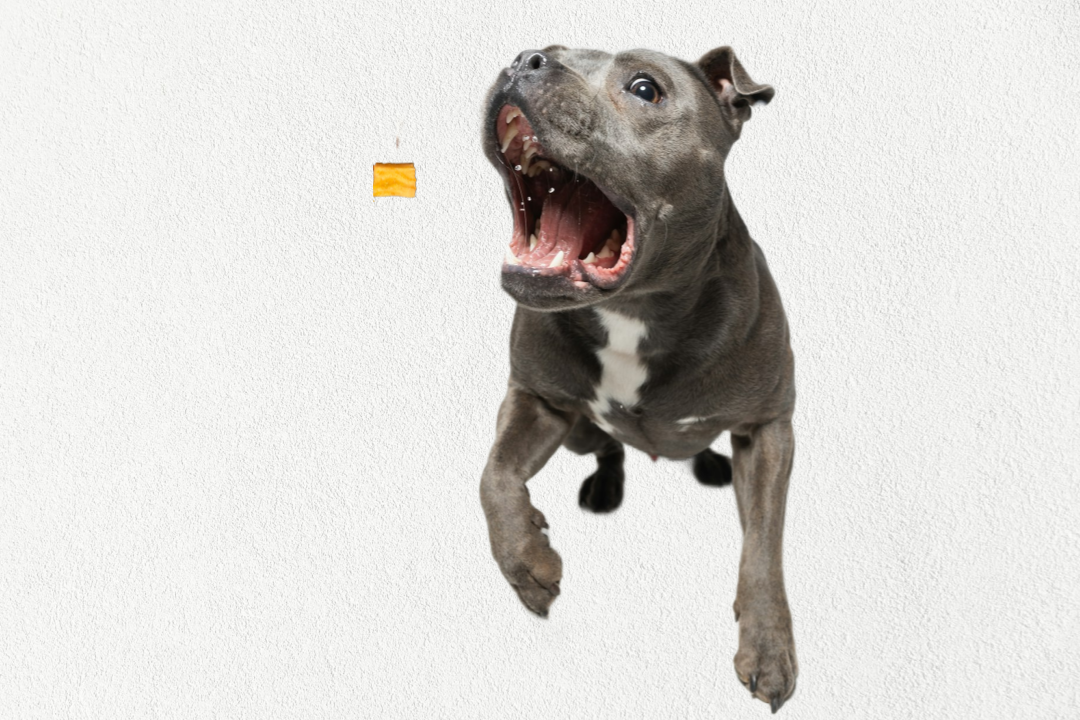 design57png Urban Pet Play Ltd | AwardWinning Pet Care Pet Shop