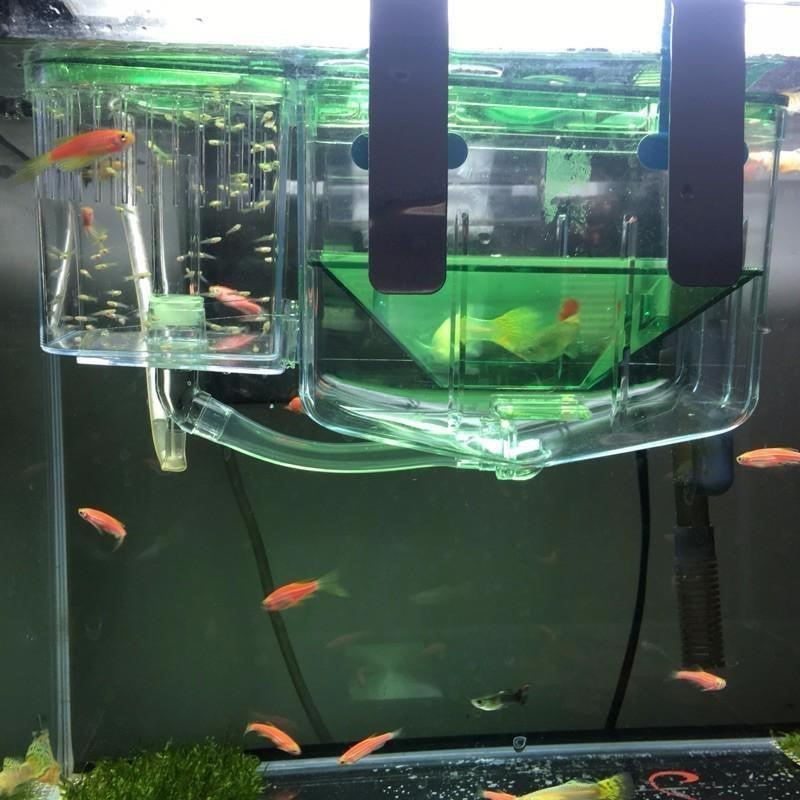 doublelayerfloatingfishbreedingbox755573jpg Urban Pet Play Ltd | AwardWinning Pet Care Pet Shop