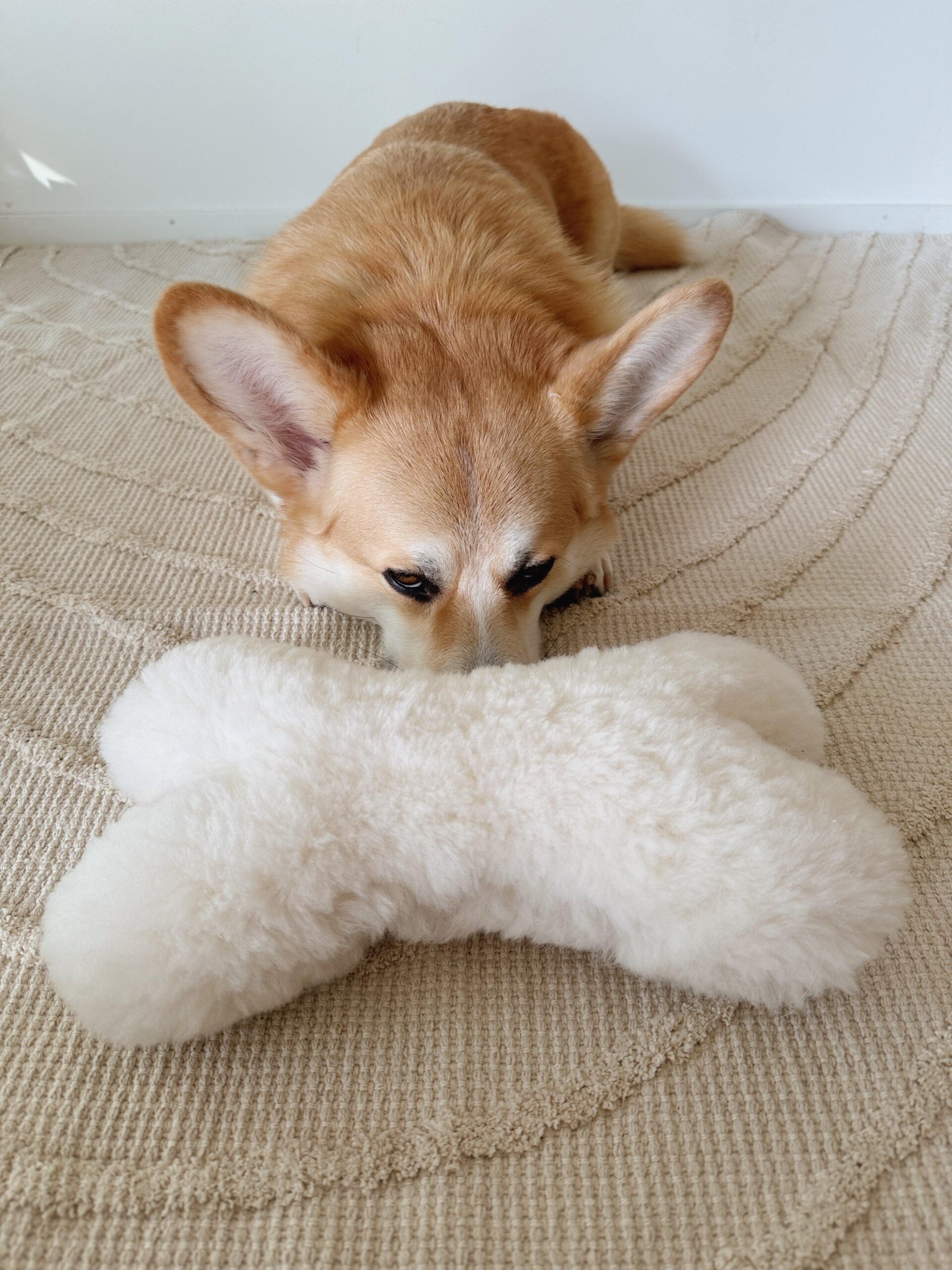 image33b38d9777524d5495b7d5ed0a5a39dbjpg Urban Pet Play Ltd | AwardWinning Pet Care Pet Shop
